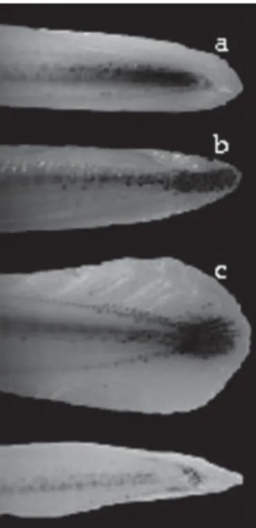 Gambar 5. Struktur ekor berdasarkan Elie et al., 1982 dalam Reveilac (2009) dapat membedakan ikan sidat jenis (a) Anguilla marmorata, (b) Anguilla bicolor bicolor, (c) Anguilla mossambica