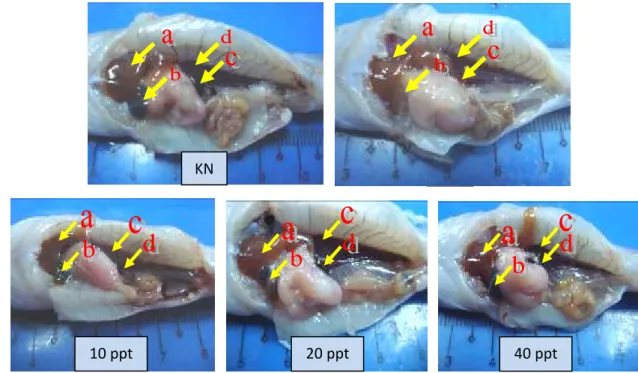 Gambar  9.  Organ  dalam  ikan  lele  Clarias  sp.  pada  perlakuan  pemberian  imunostimulan  lidah  buaya  (10  ppt,  20  ppt,  40  ppt),  KN,  KP  pada  akhir percobaan (keterangan : a = hati ; b = empedu ; c = ginjal ; d =  limpa)