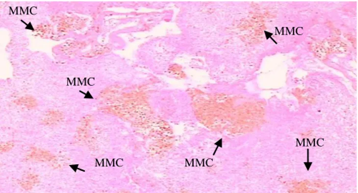 Gambar 21. Histopatologi Jaringan Limpa Ikan yang Terinfeksi   Bakteri Aeromonas hydrophila (Pembesaran 100x)  (Sumber  : Laporan Hasil Uji BUSKI, 2013) 