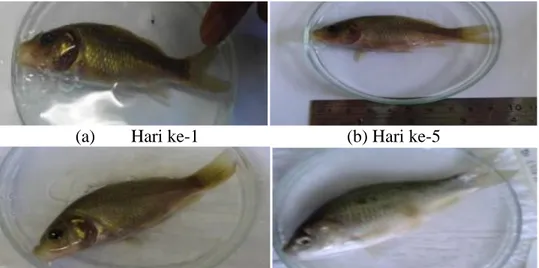 Gambar 13a-d. Gejala Klinis Benih Ikan Mas Perlakuan D (225 ppm) 