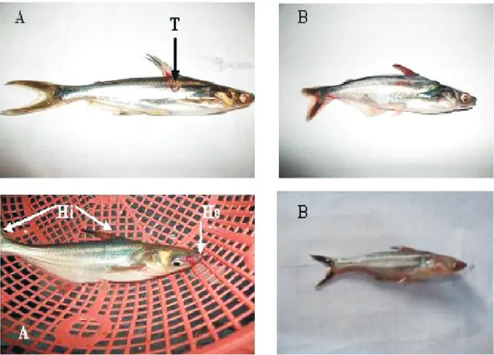 Gambar 2.  A.  Lesi patologis anatomis ikan patin setelah diinfeksi Aeromonas salmonicida