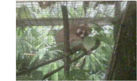 Gambar 1 Kukang sumatera di kandang rehabilitasi Yayasan IAR Bogor 