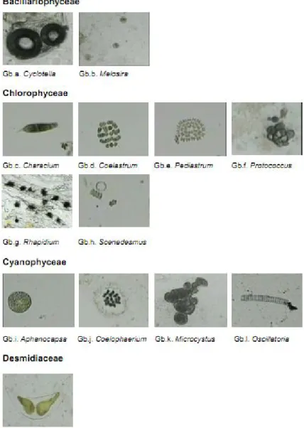 Gambar  1. Jenis-jenis  fitoplankton  yang  ditemukan  dalam  saluran cerna benih ikan pelangi