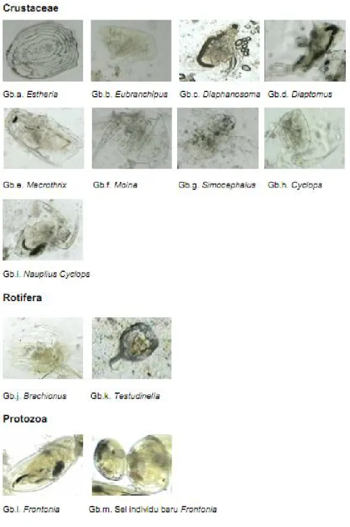 Gambar  2. Jenis-jenis  zooplankton  yang  ditemukan  dalam saluran cerna benih  ikan pelangi