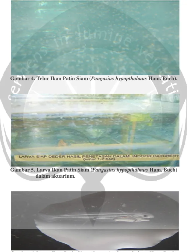 Gambar 4. Telur Ikan Patin Siam (Pangasius hypopthalmus Ham. Buch).