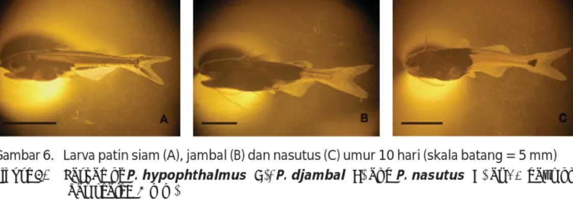 Gambar 6. Larva patin siam (A), jambal (B) dan nasutus (C) umur 10 hari (skala batang = 5 mm) Figure 6