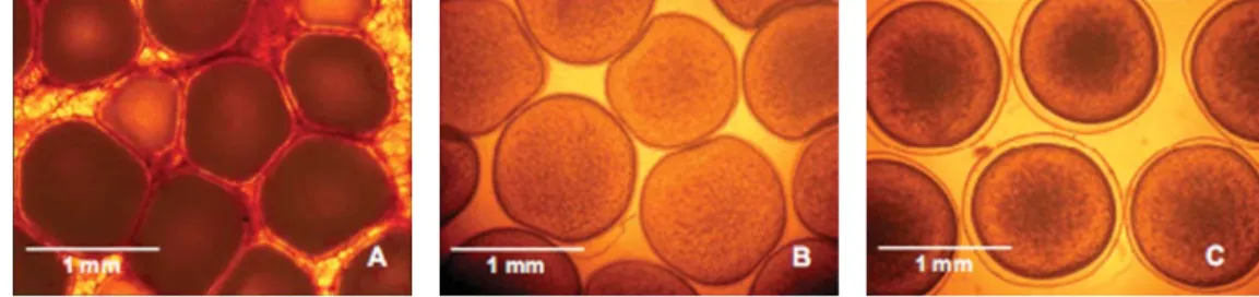 Gambar 1. Oosit dan telur patin siam. Oosit intraovarian yang diinduksi secara hormonal (A), oosit terovulasi hasil pengurutan yang dipergunakan dalam proses hibridisasi buatan (B) dan telur terfertilisasi (C)