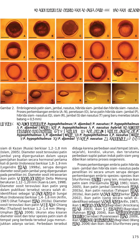 Figure 2. Embryogenesis of  P. hypophthalmus ,  P. djambal ,  P. nasutus ,  P. hypophthalmus X  P