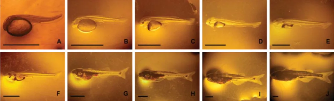 Figure 3. Morphological development of  P. hypophthalmus  X  P. djambal  hybrid larvae during 10 days post hatching (bar scale= 2 mm)