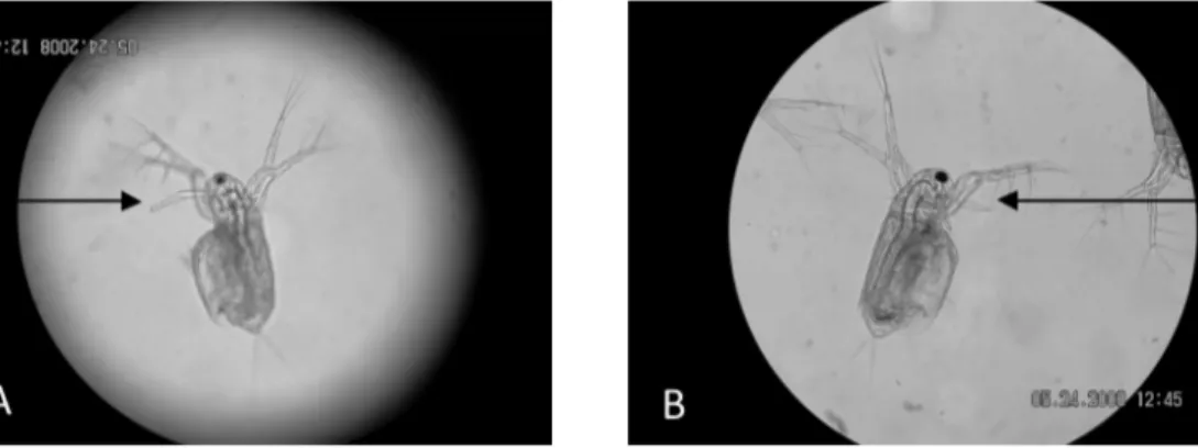 Gambar 1. menunjukkan Daphnia sp. jantan (A)  tubuhnya  lebih ramping dan antena pertamanya lebih  panjang dan terlihat  dua lekukan, hal ini berbeda  dengan Daphnia sp