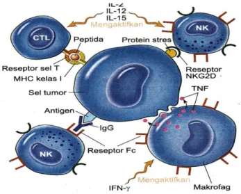 Gambar 1. Peran Limfosit T sebagai  Efektor anti tumor 