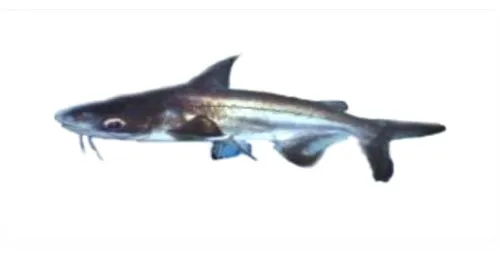 Gambar 2. Ikan Patin Siam (Pangasius hypopthalmus)  Sumber: Saanin (1984) 