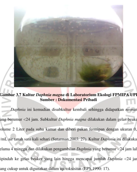 Gambar 3.7 Kultur Daphnia magna di Laboratorium Ekologi FPMIPA UPI  Sumber : Dokumentasi Pribadi 