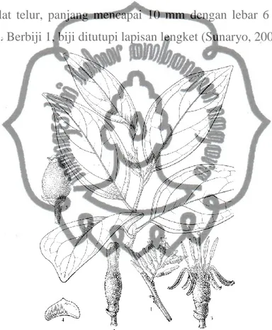 Gambar  1.    Ilustrasi  D.  pentandra (Linnaeus)  Miquel;  (1)  cabang  berbunga  dan  terdapat  berdaun,  (2)  kuncup  bunga,  (3)  bunga,  (4)  braktea,  (5)  buah  (Sheng, 2004) 