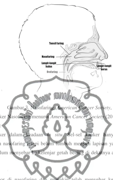 Gambar 3. Nasofaring (American Cancer Society, 2013)  Stadium Kanker Nasofaring menurut American Cancer Society (2013)   a
