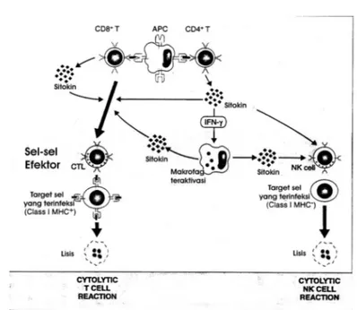 Gambar 3. Reaksi immune  T-Cell mediated  12 .