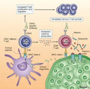 Gambar 1. Peran Limfosit T sebagai  Efektor anti tumor  Sumber: Nature Reviews Immunology 33  4, 420-31 (June 2004) 