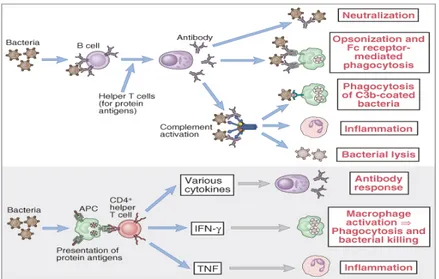 Gambar 2.  Respon imun terhadap antigen berupa produksi antibodi dan aktivasi sel T  helper CD4