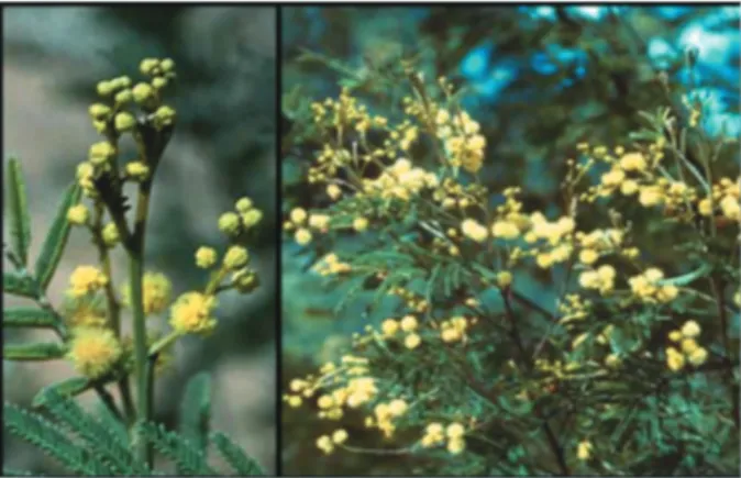 Gambar 1. Acacia decurrens dan bunganya yang berwarna  kuning.