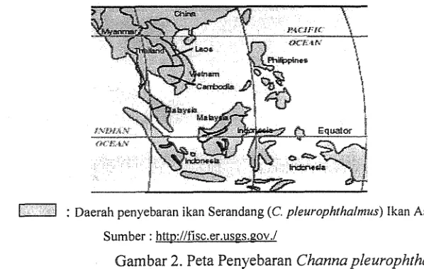 Gambar I 1. Ekan Serandang (Channa pleurophthalmus) 