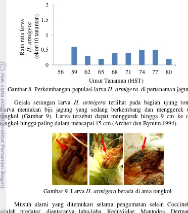Gambar 8  Perkembangan populasi larva H. armigera  di pertanaman jagung 