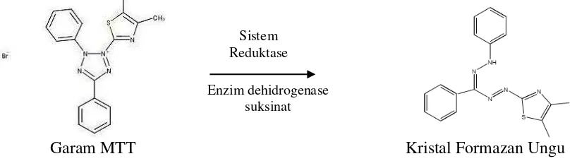 Gambar 2.  Reaksi Pembentukan Kristal Formazan dari Reduksi Garam MTT 