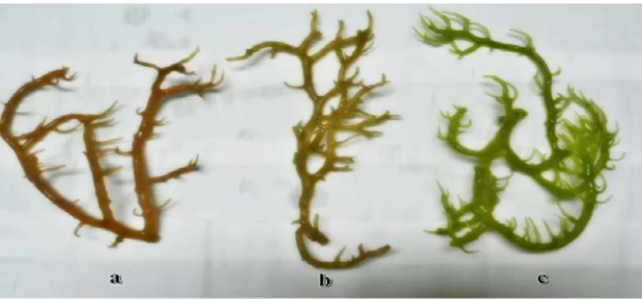 Gambar 1. Sampel alga merah K. alvarezii varian merah (a), coklat (b), dan hijau (c). 