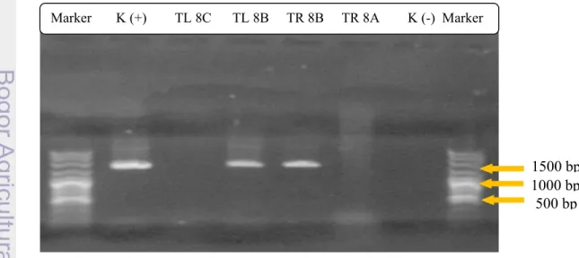 Gambar 13 Elektroforegram produk PCR 16S rDNA  Marker       K (+)        TL 8C      TL 8B     TR 8B     TR 8A        K (-)  Marker 