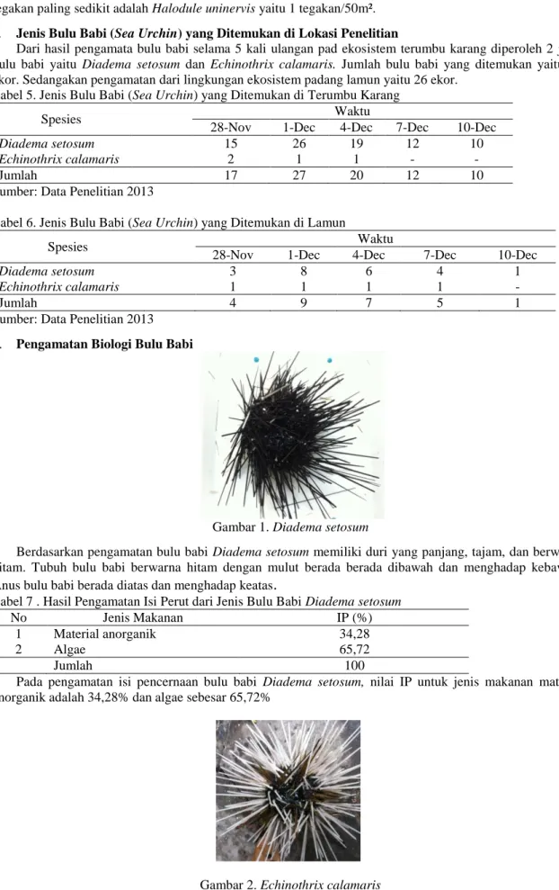 Tabel 5. Jenis Bulu Babi (Sea Urchin) yang Ditemukan di Terumbu Karang 