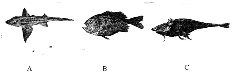 Gambar 3. A. Hidrolagus Jenis-jenis ikan hasil tangkapan laut dalam sp. B. Gephyroberix sp