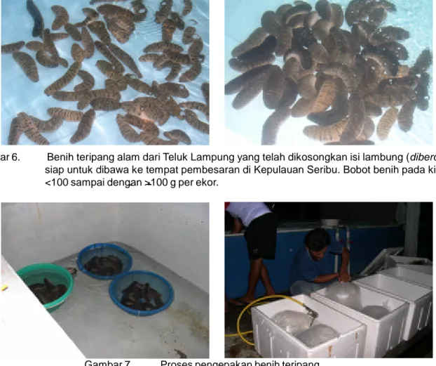 Gambar 6. Benih teripang alam dari Teluk Lampung yang telah dikosongkan isi lambung (diberokan), siap untuk dibawa ke tempat pembesaran di Kepulauan Seribu