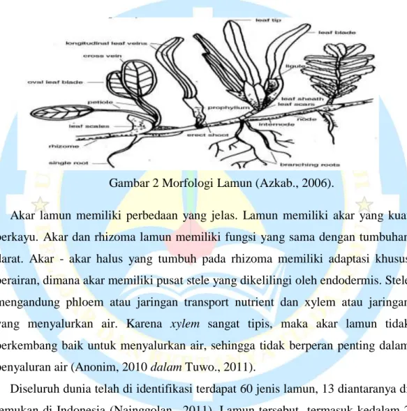Gambar 2 Morfologi Lamun (Azkab., 2006). 