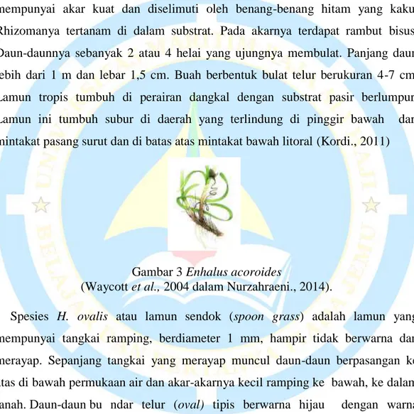 Gambar 3 Enhalus acoroides 