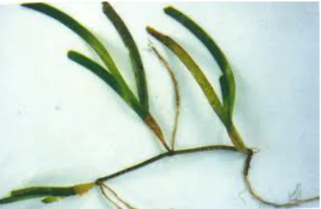 Gambar 5. Cymodocea serrulata  5.  Syringodium isoetifolium,  