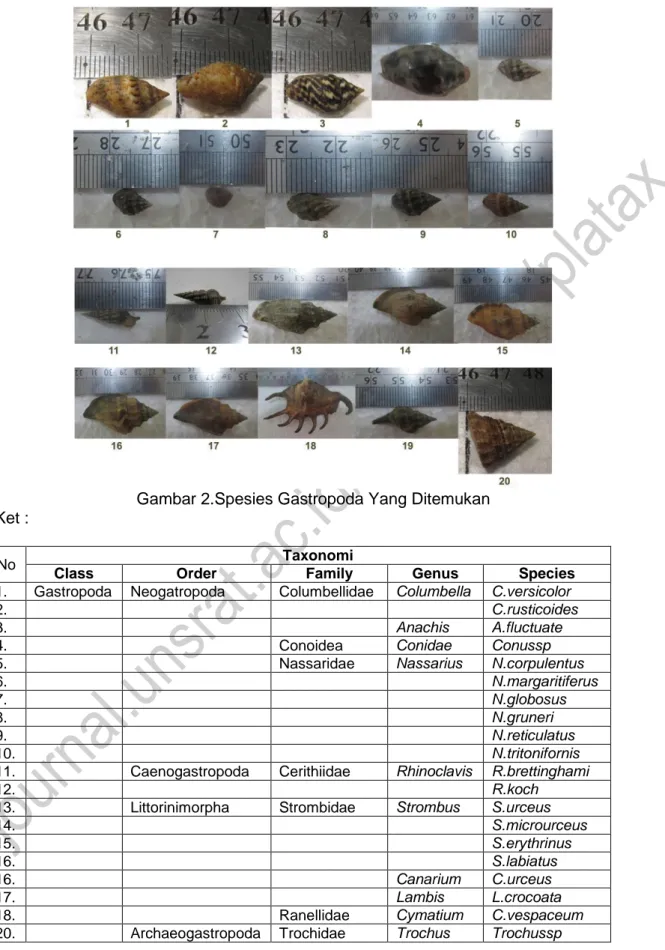Gambar 2.Spesies Gastropoda Yang Ditemukan  Ket : 