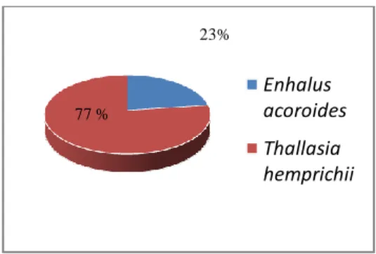 Gambar 13. Presentase penutupan jenis Enhalus acoroides dan Thallasia  hemprichii di Stasuin II 23%77 % Enhalus  acoroidesThallasia  hemprichii