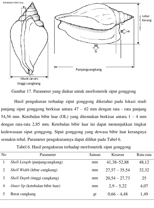 Tabel 6. Hasil pengukuran terhadap morfometrik siput gonggong 