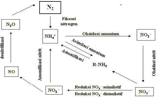 Gambar 4. Siklus Nitrogen (Sitaresmi, 2002 dalam Angraini, 2009) 