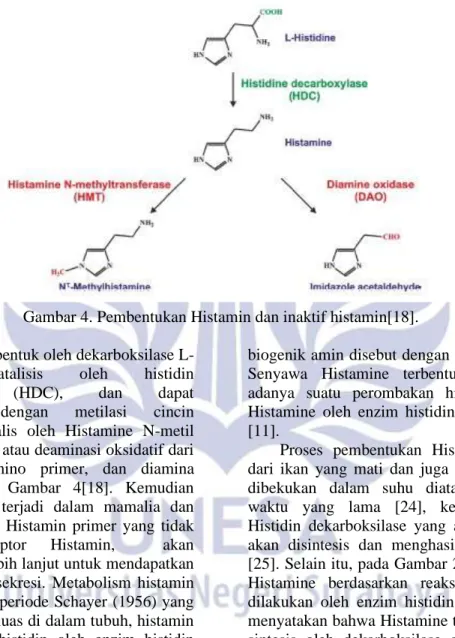 Gambar 4. Pembentukan Histamin dan inaktif histamin[18]. 