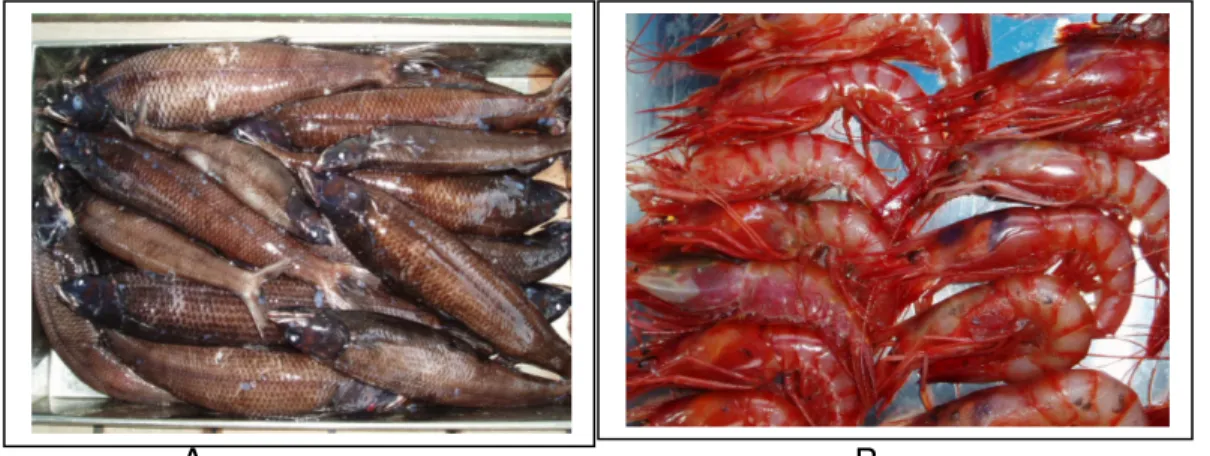 Gambar  3.  Photo  salah  satu  jenis  ikan  (A)  dan  udang  (B)  laut  dalam  yang  ditemukan  penulis  dan  tim  dari  Jepang  dalam  penelitian  laut  dalam  di Selatan  Jawa tahun 2003 