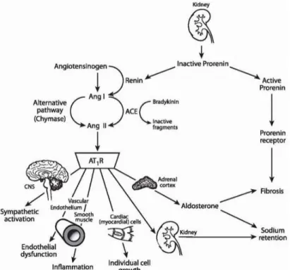 Gambar 2.7.  Sistem Renin Angiotensin Aldosteron (Kaplan,2010) 