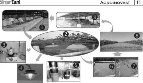 Gambar 1. Sistem Integrasi Tanaman dan Ternak (SITT) Ramah Lingkungan pada Lahan Sawah Tadah  Hujan