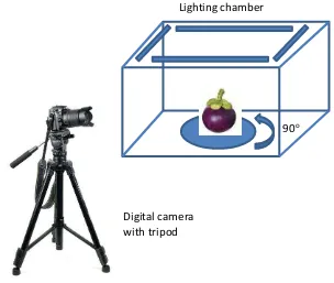 Figure 1whole surface of mangosteen, the fruit was rotated 90put inside the chamber and the acquisition of images could be performed