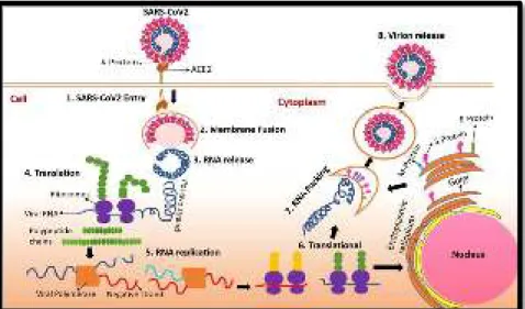 Gambar 2.2. Proses Replikasi Coronavirus (20)