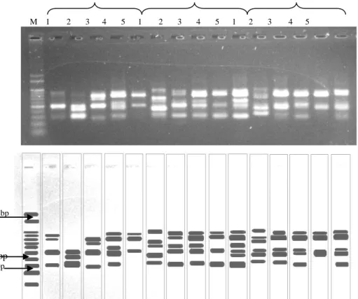 Gambar  1.  Hasil  Proses  PCR-RAPD  menggunakan  primer  OPO-13  pada           D. hasseltii  