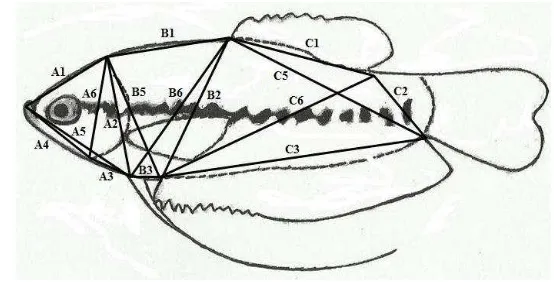 Gambar 1  Penentuan titik-titik truss morfometrik pada ikan sepat siam 