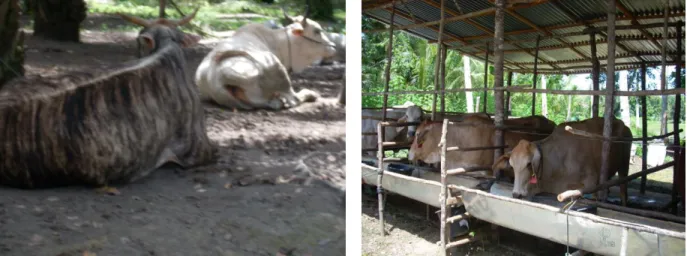Tabel 2. Tingkat Pendidikan Petani Peternak Sapi 
