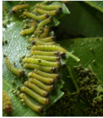 Gambar 10. Larva Ulat Sutera C. trifenestrata Instar II   c.  Larva Instar III 