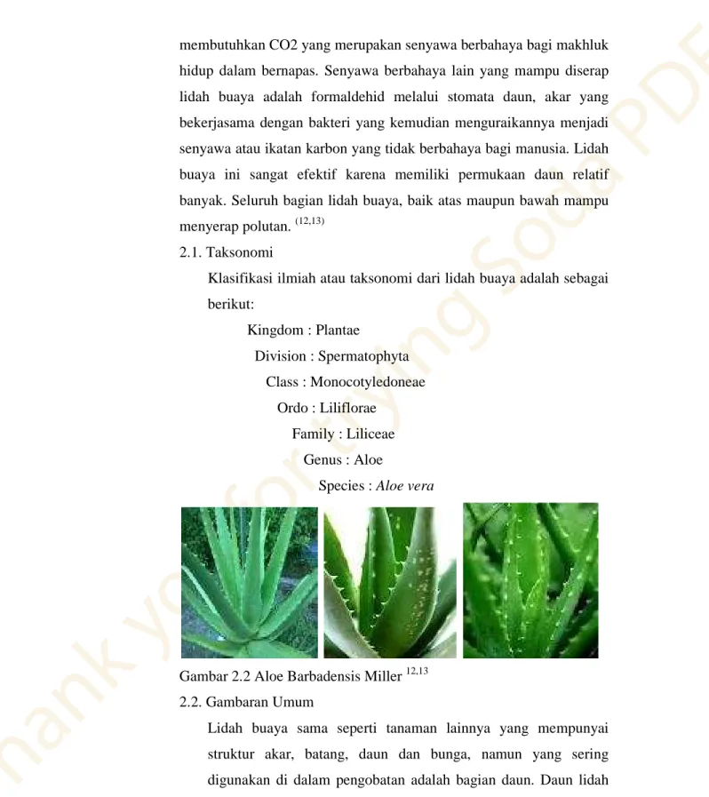Gambar 2.2 Aloe Barbadensis Miller  12,13 2.2. Gambaran Umum  