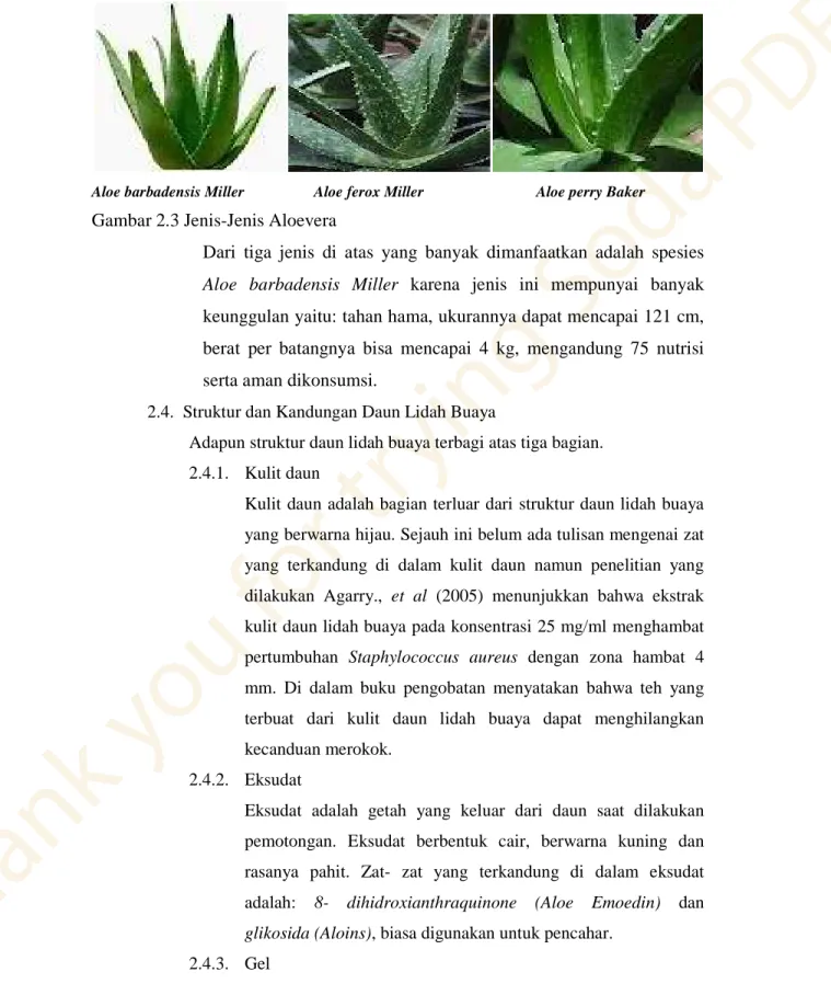 Gambar 2.3 Jenis-Jenis Aloevera 